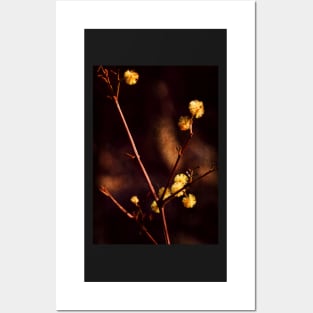 Wattle Flowers Posters and Art